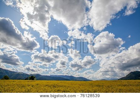 Rapeseed field