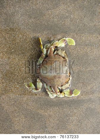 Crab in beach background