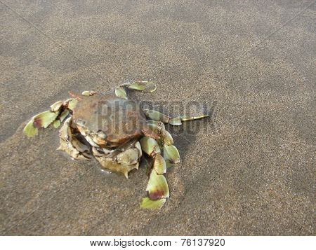 Crab in beach background