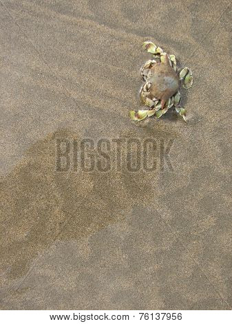 Crab in beach background