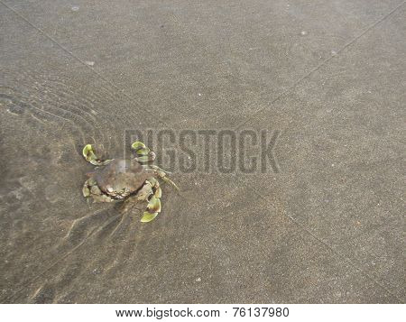 Crab in beach background