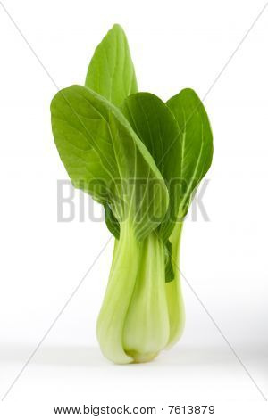 Pok Choi