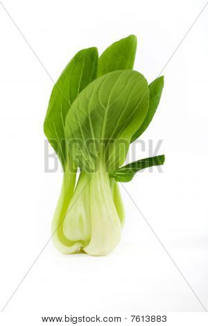 Pok Choi