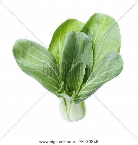 Bok Choy Isolated On White Background