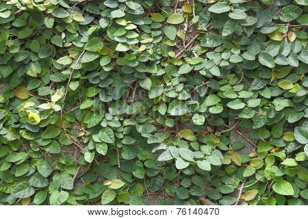 Coatbuttons On Wall