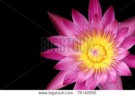 Pink Lotus On Black Background