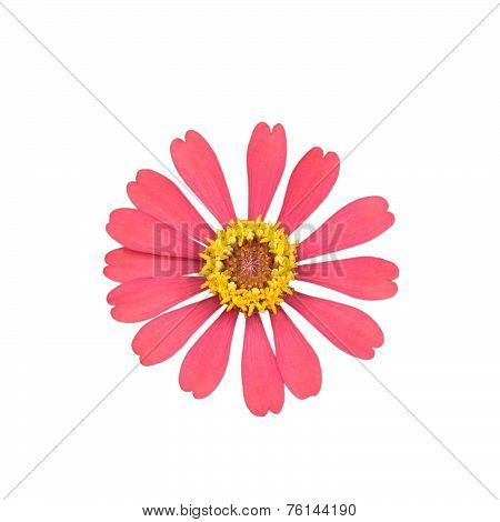 Pink Zinnia Elegans Isolated On White Background