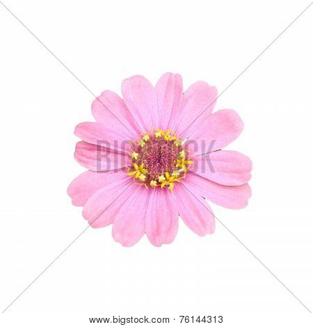 Pink Zinnia Elegans Isolated On White Background