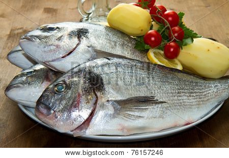 Sea Bream