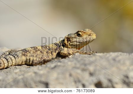 lizard