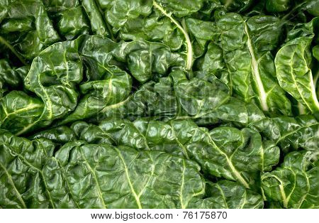 Macro Closeup Of Healthy Green Fresh Silverbeet