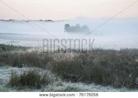 Beautiful Thick Fog Sunrise Autumn Fall Countryside Landscape With Treetops Visible Through Fog