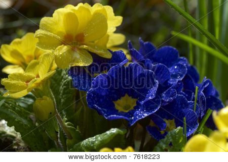 ดอกไม้ pansies