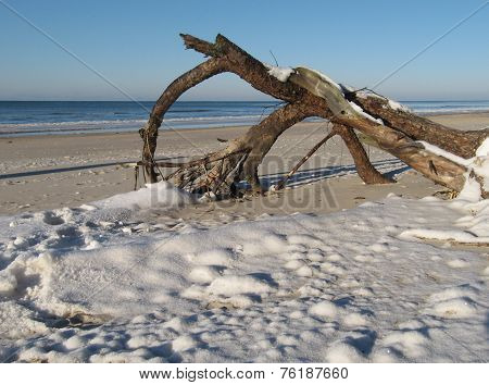 old tree on the beach
