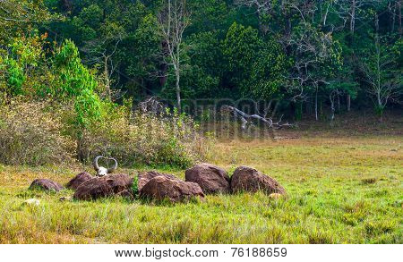 Gaur (indian Bison) Skull With Horns And Bones