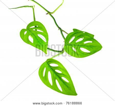 Beautiful Young Green Monstera (var. Expilata) Branch Isolated On White Background, Closeup