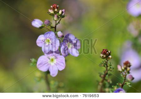 ดอกไม้เล็ก ๆ สีน้ำเงิน Comosa เวโรนิกา
