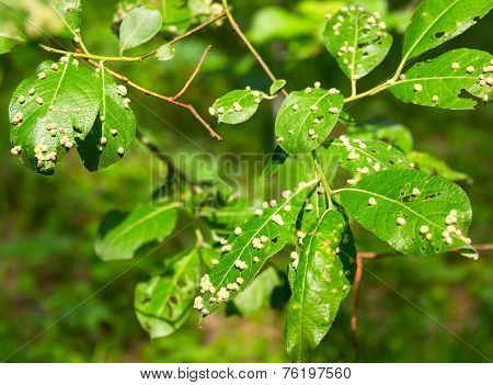 Harmful Garden Insects