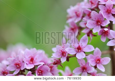 Darmera Peltata, 우산 공장
