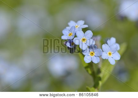 Myosotis Sylvatica