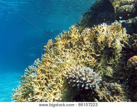coral reef at the bottom of tropical sea on blue water background