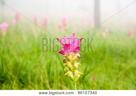 Siam Tulip