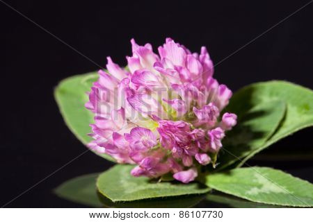 single flower of pink clower isolated on black background - macro
