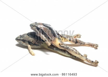 thailand frog