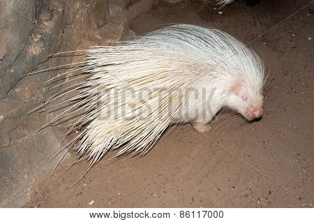 Albino Cape Porcupine