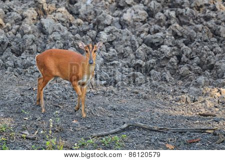 Red Muntjac In The Forest