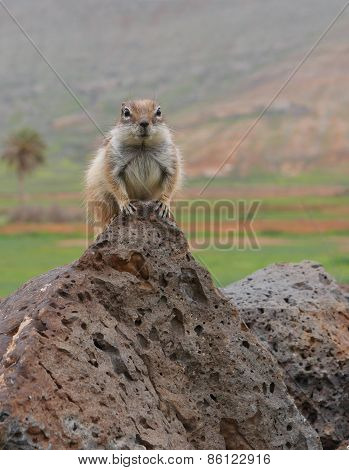 Barbary ground squirrel
