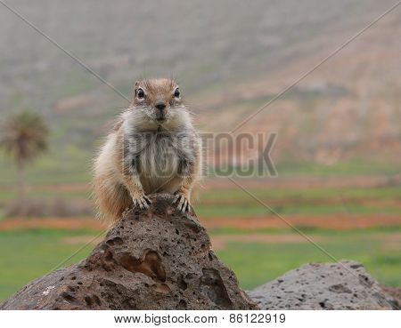 Barbary ground squirrel on the Spanish island Fuerteventura