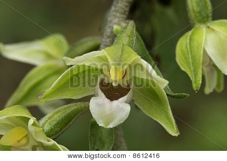Elleborine viola - Epipactis purpurata