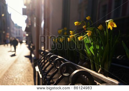 Tourists Walk Through The Streets Of The City On The Background Of Spring Flowers