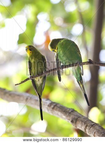 Budgerigars shell parakeet on branch.