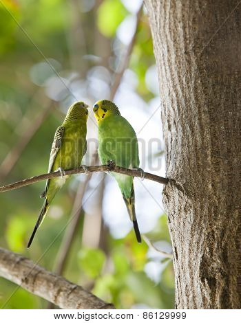 Budgerigars shell parakeet on branch
