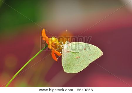 butterfly