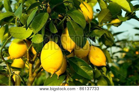 Yellow Ripe Lemons In The Tree With Leaves