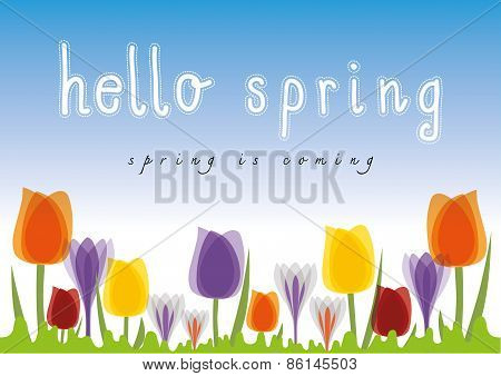 Hello Spring Tulip Blue Sky Background