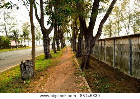 trees