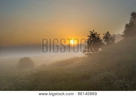 Foggy Morning On Polish Meadow
