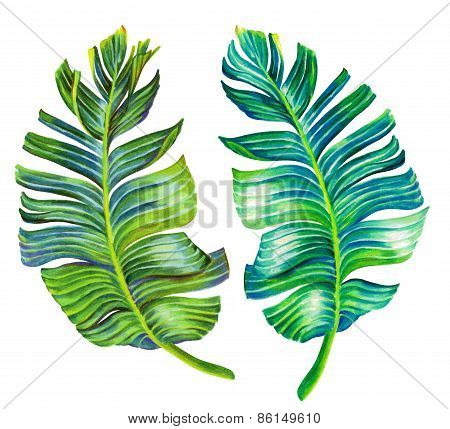 Seingle Isolated Banana Leaf