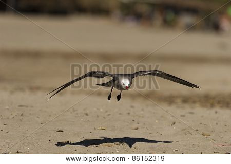 Seagull Beach Glide