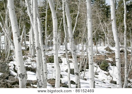 Aspens in snow
