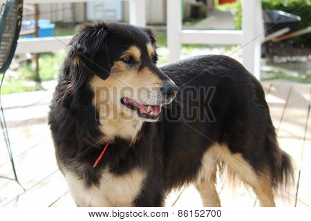 Friendly Dog