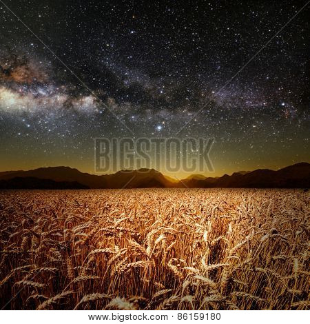 field of grass. meadow wheat under stars sky. Elements of this image furnished by NASA