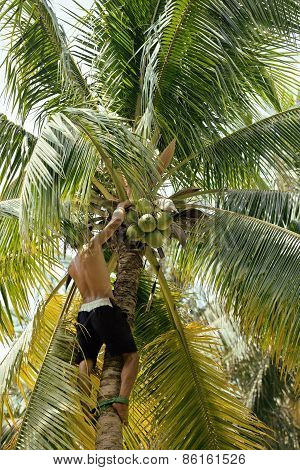 professional climber on coconut treegathering coconuts with rope