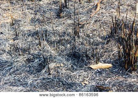 Burning Of Plantation Area
