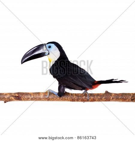 Channel-billed Toucan Isolated On White