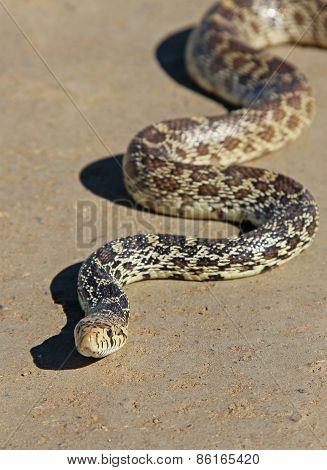Snake